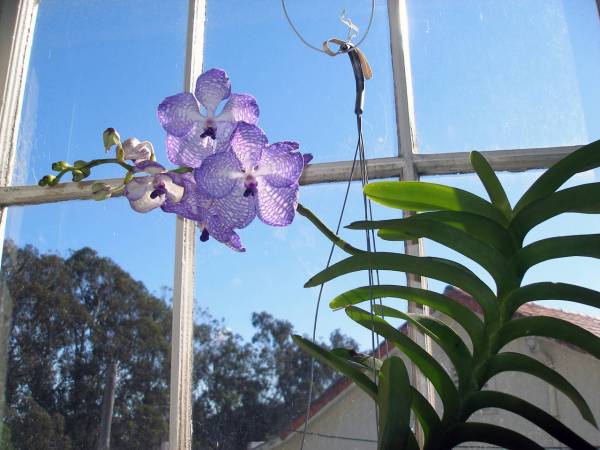 Vanda coerulea