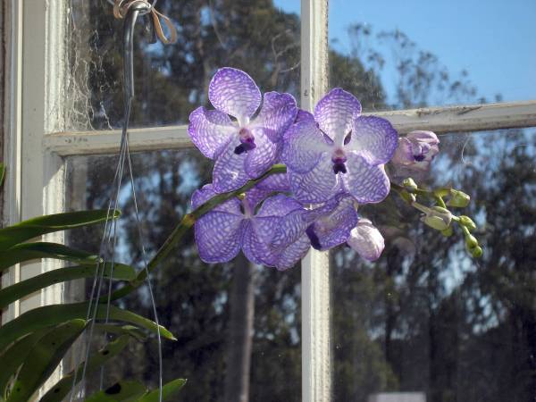 Vanda coerulea