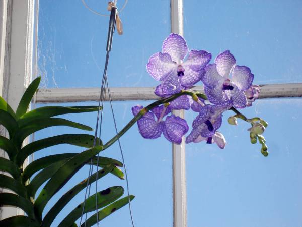 Vanda coerulea