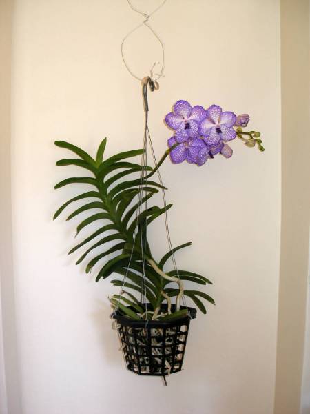 Vanda coerulea