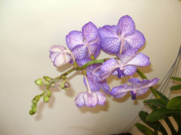 Vanda coerulea