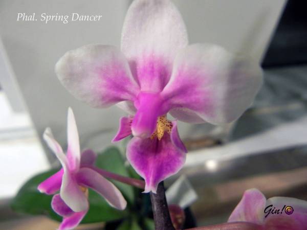 Phal. Spring Dancer