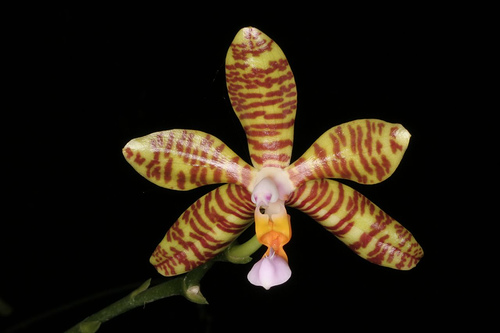 Phalaenopsis_fasciata