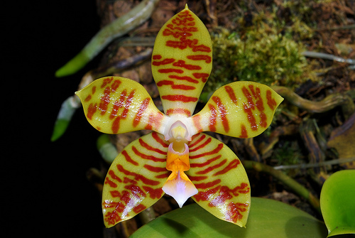 Phalaenopsis_reichenbachiana