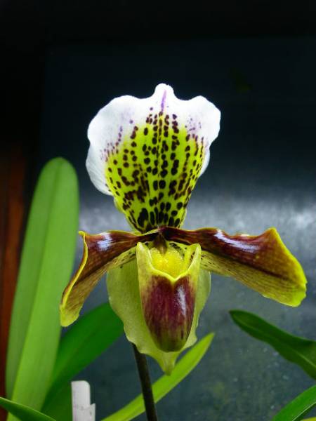 Paph. Timbrel X Small World