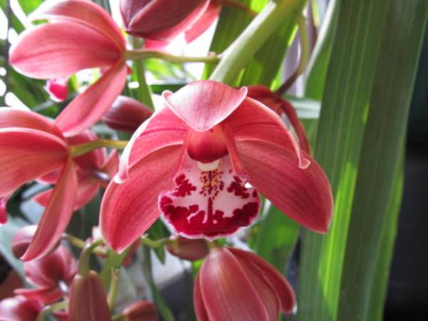 Cymbidium Red Baker 'Benjamin'