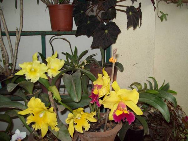 cattleya