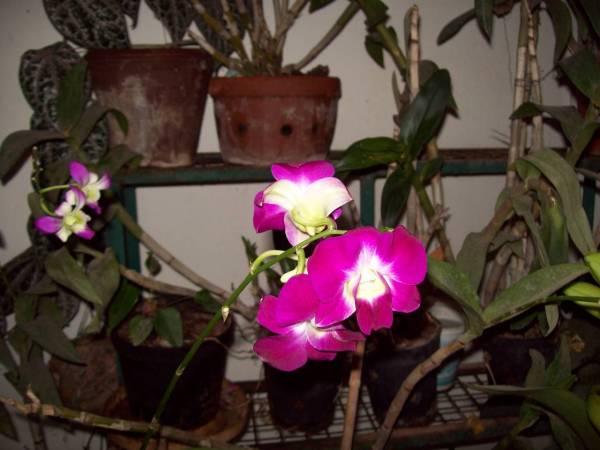 dendrobium