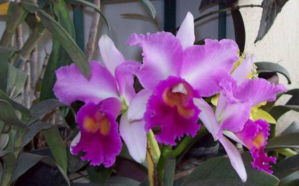 Cattleya_CloseUp