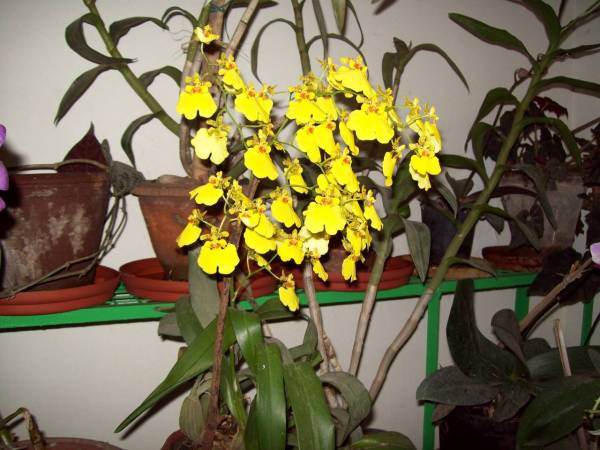 oncidium7