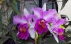 Cattleya_CloseUp.jpg