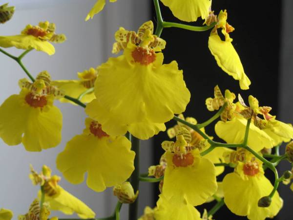 Oncidium No.2