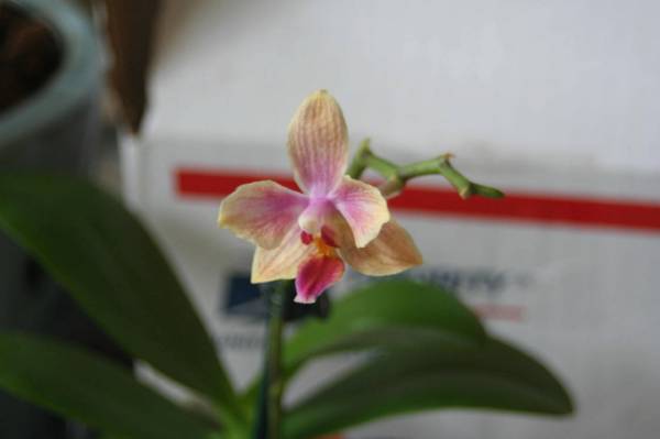 Phal. Sogo Gotris 'Flora Ark'