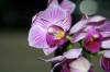 Phal_Flora_Gigi_reduced.jpg