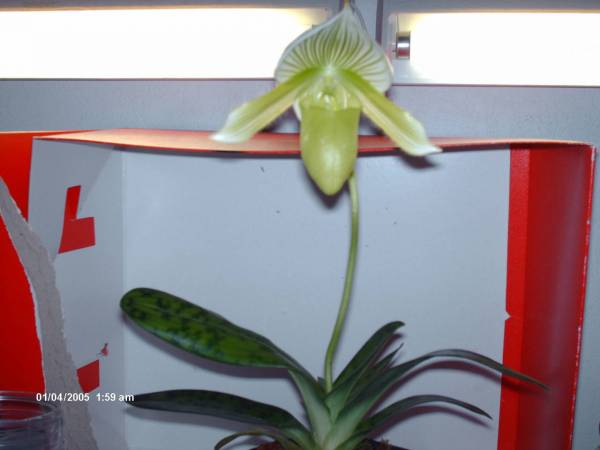 paphiopedilum