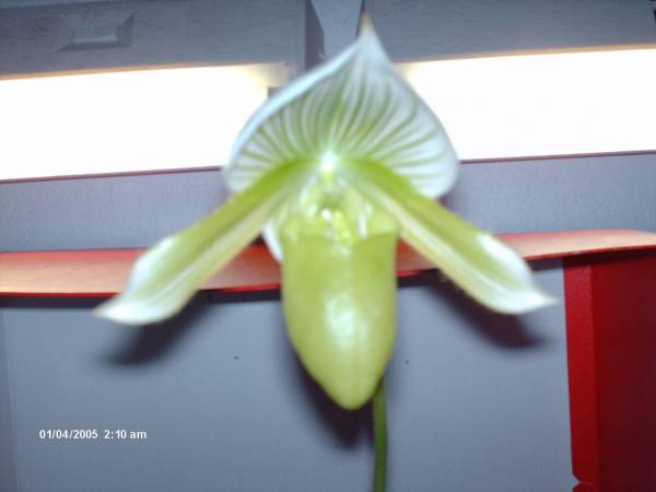 paphiopedilum close up