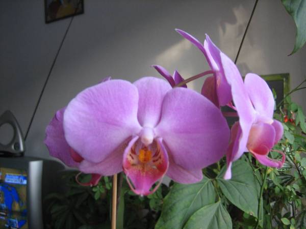 phalaenopsis (moms)