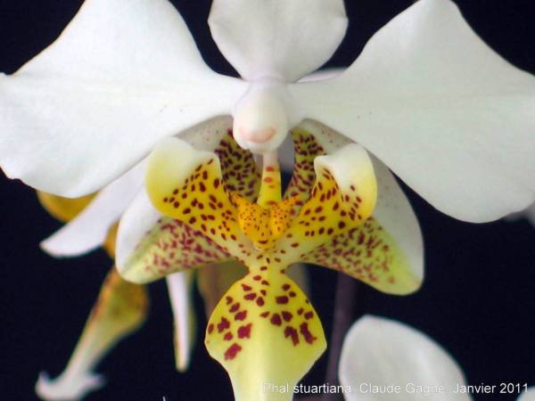 Phal stuartiana