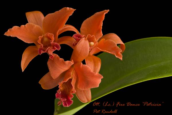 Ctt (Lc.) Fire Dance 'Patricia'