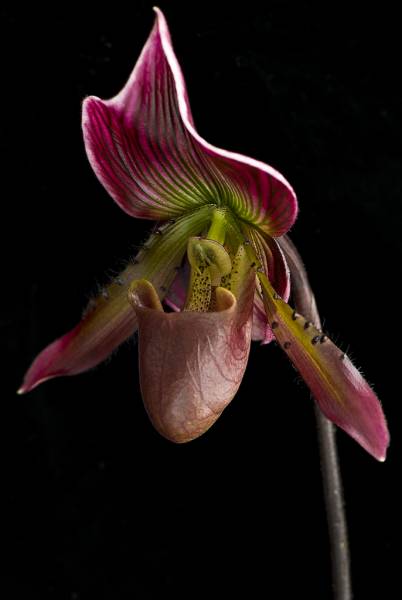 Paph NOID