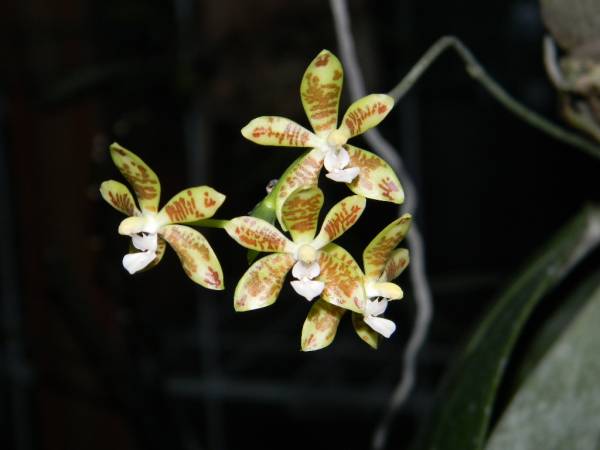 Phal.  viridis