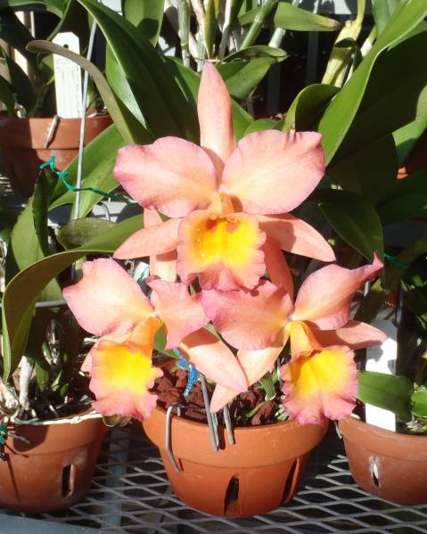 BLC Zul 'Bill Williams'