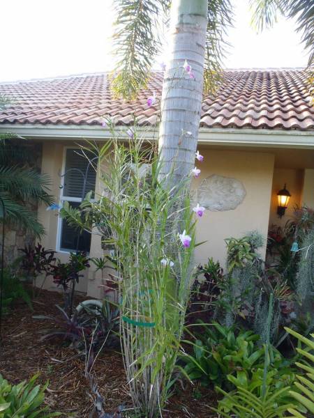 Arundina graminifolia (bamboo orchid)