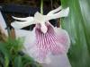 Cochleanthes_Amazing2.JPG