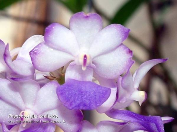 Rhynchostylis coelestis