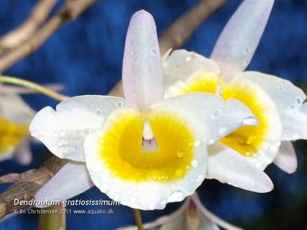 Dendrobium gratiosissimum