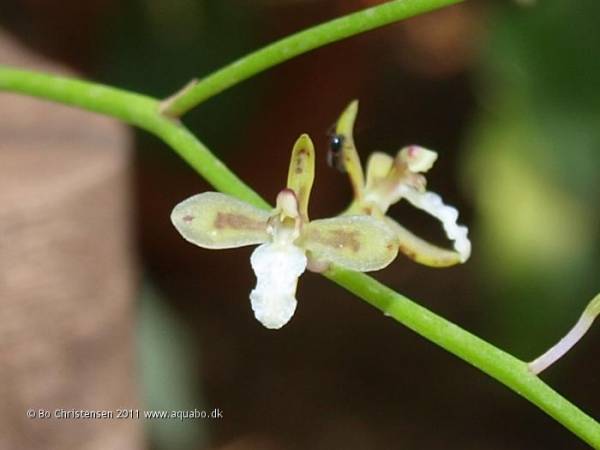 Acriopsis indica