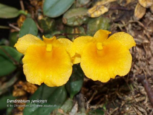 Dendrobium jenkinsii