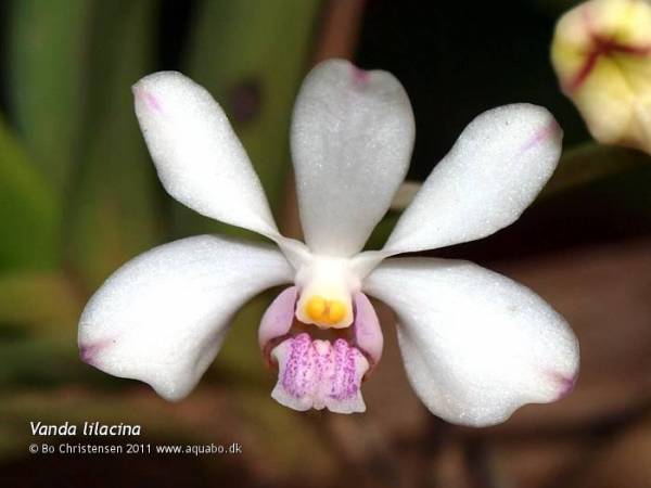 Vanda lilacina