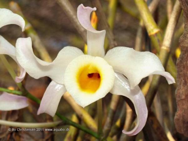 Dendrobium nobile