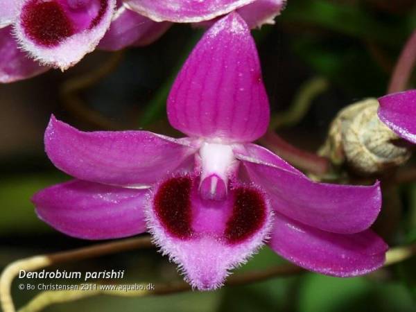 Dendrobium parishii