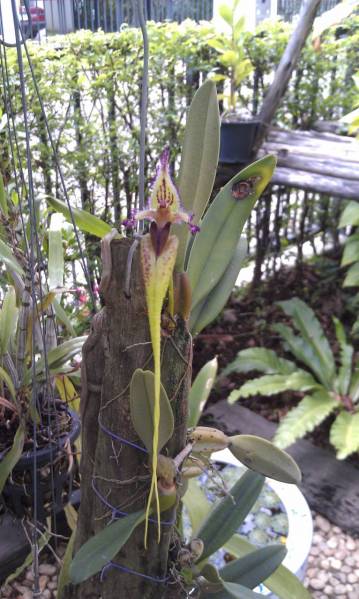 Bulbophyllum, putidum