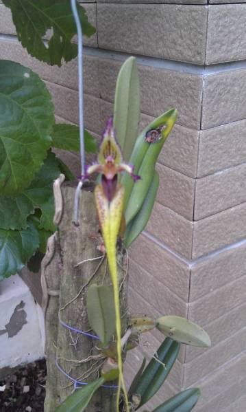 Bulbophyllum, putidum