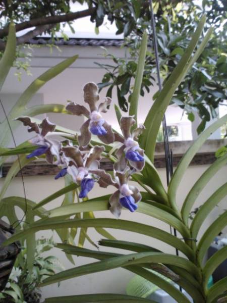 Vanda tessellata