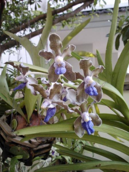 Vanda tessellata