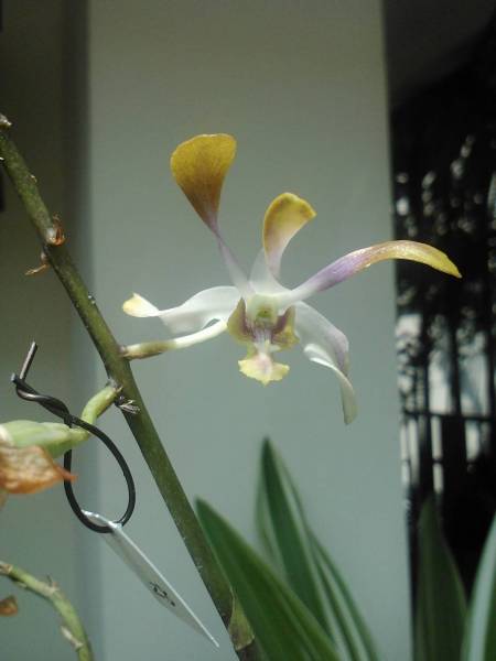 Dendrobium lineale