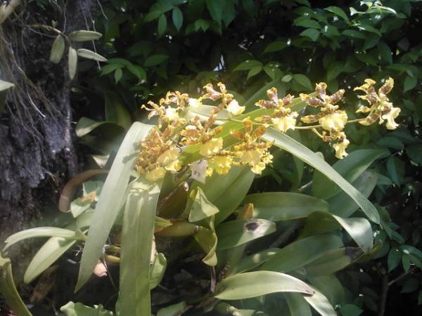 Ladies Dancing, Oncidium