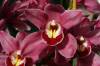 NOID_Cymbidium_15.jpg