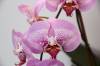 Dtps_Leopard_Prince_Sogo_F1138_56.jpg