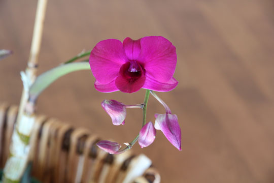 NOID_Dendrobium_Phal_112