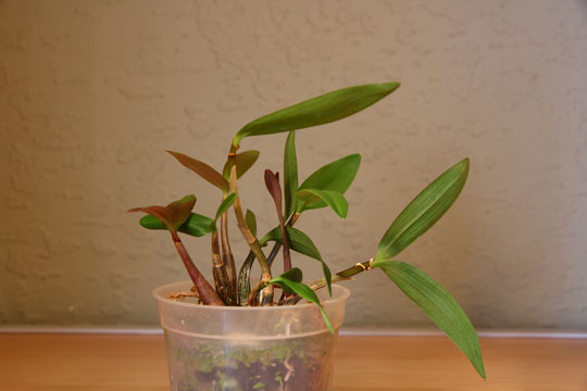 kNOID_Dendrobium_f_kingianum_19