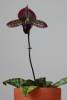 Paph_Hsinying_Maru_x_Paph_Ruby_Mist_104.jpg