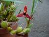 Maxillaria_tenuifolia1_.jpg