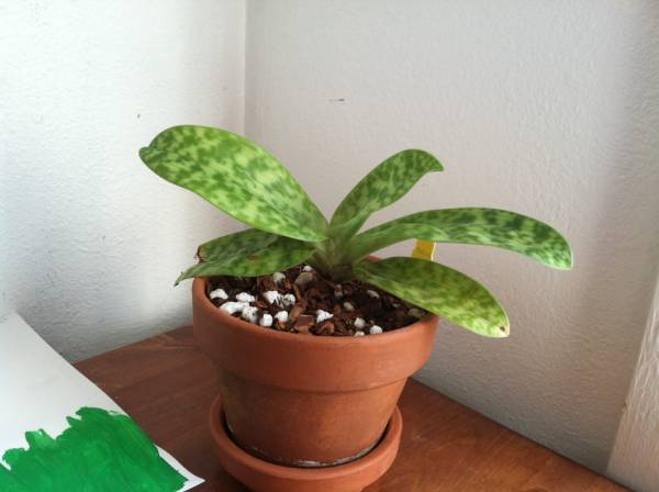 Lady slipper orchid