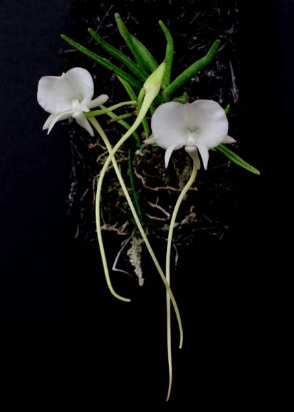 Angraecum scottianum