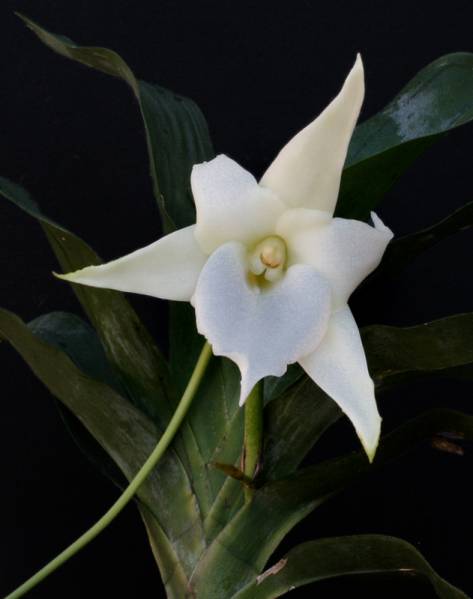 Angcm. Lemforde White Beauty